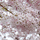 Illustration for article titled Pics from the Curbside: 2018-04-08 from Langara Gardens